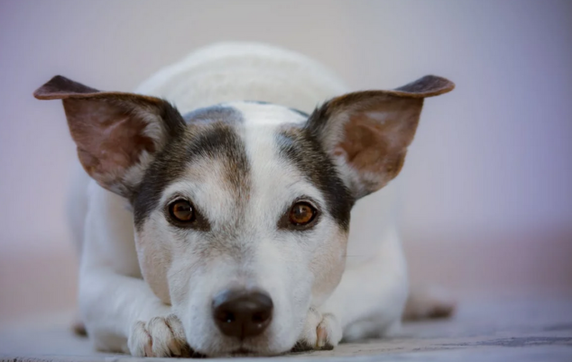 Things to Consider Before Getting a Dog